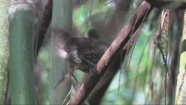 Sharp-tailed Streamcreeper - ML641698725