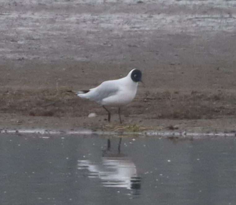 Andean Gull - ML641698751
