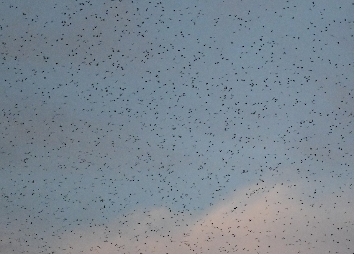 Tree Swallow - ML641698753