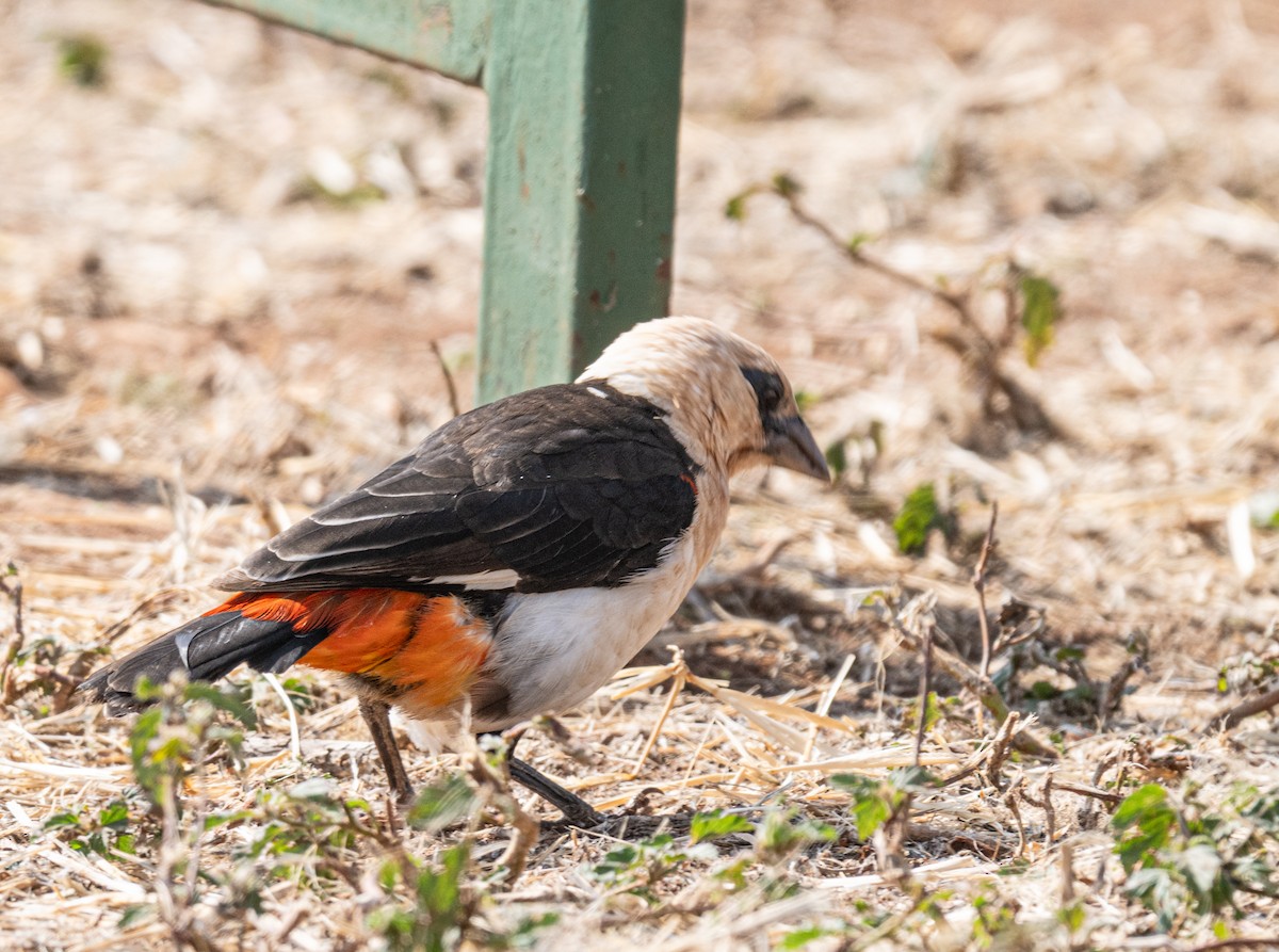 White-headed Buffalo-Weaver - ML641698778