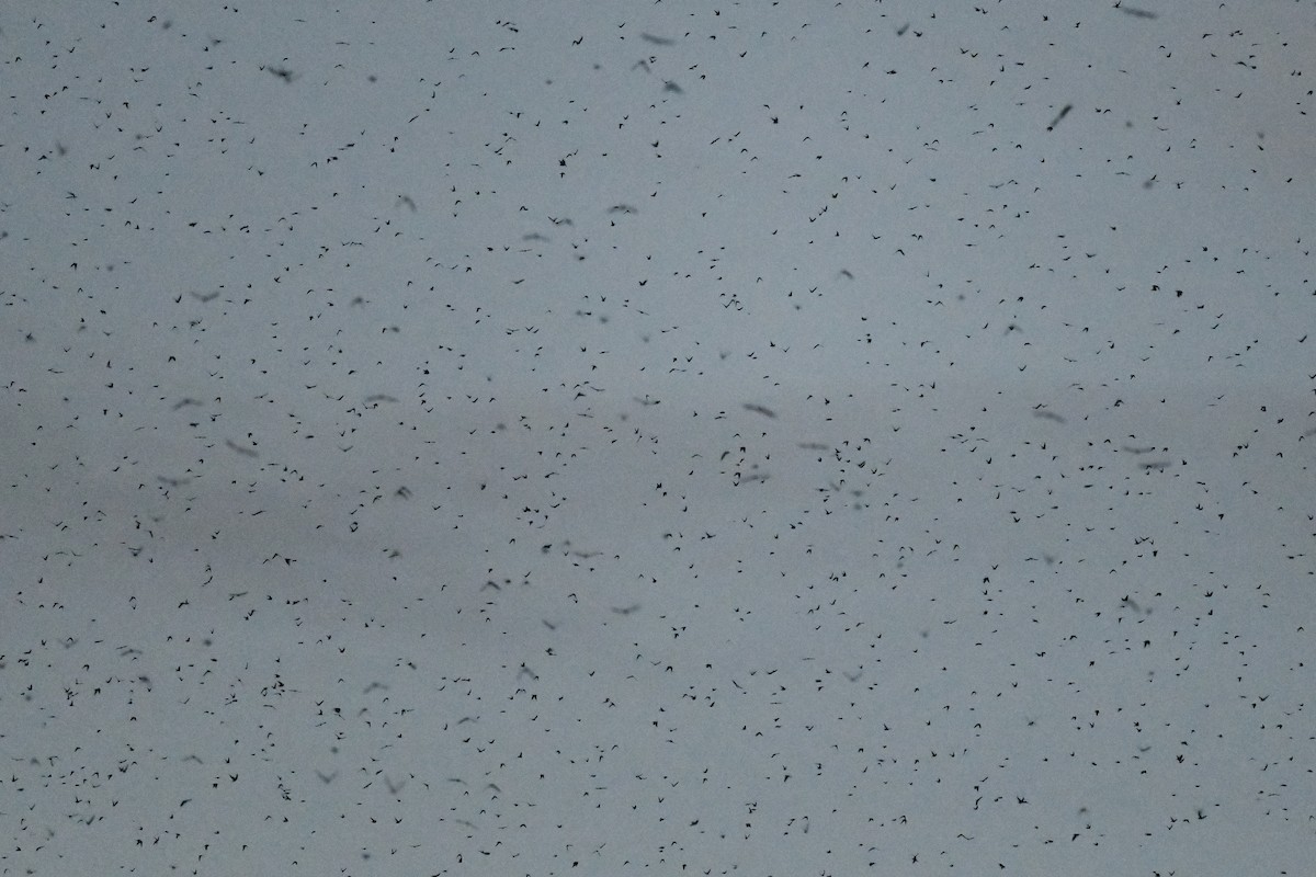 Tree Swallow - ML641698802