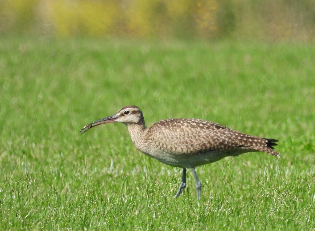 Hudsonian Whimbrel - ML641698825