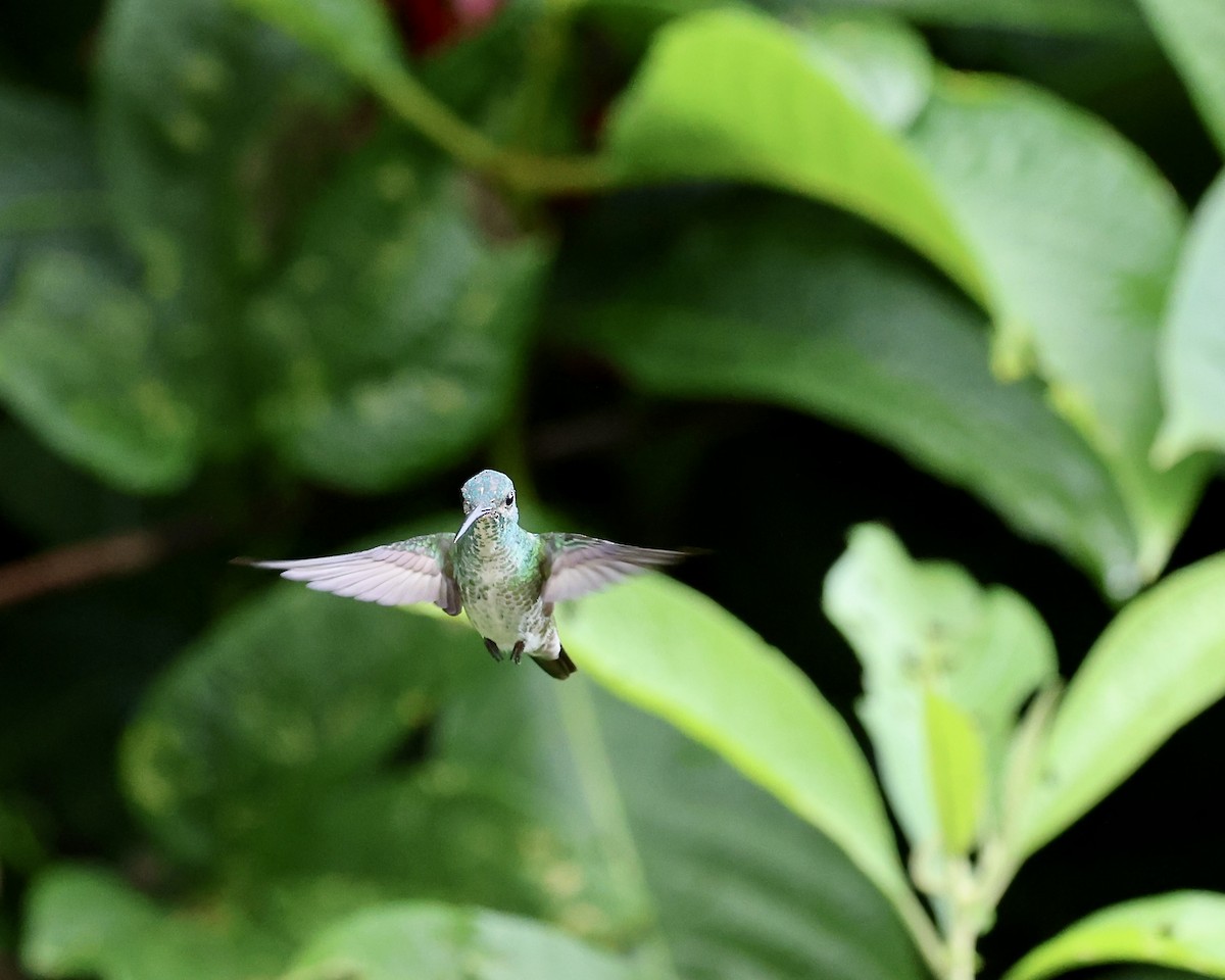 White-necked Jacobin - ML641698838