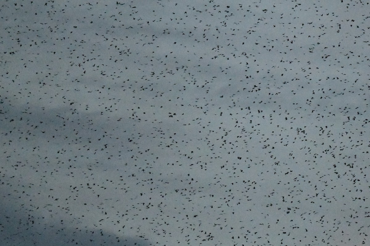 Tree Swallow - ML641698842