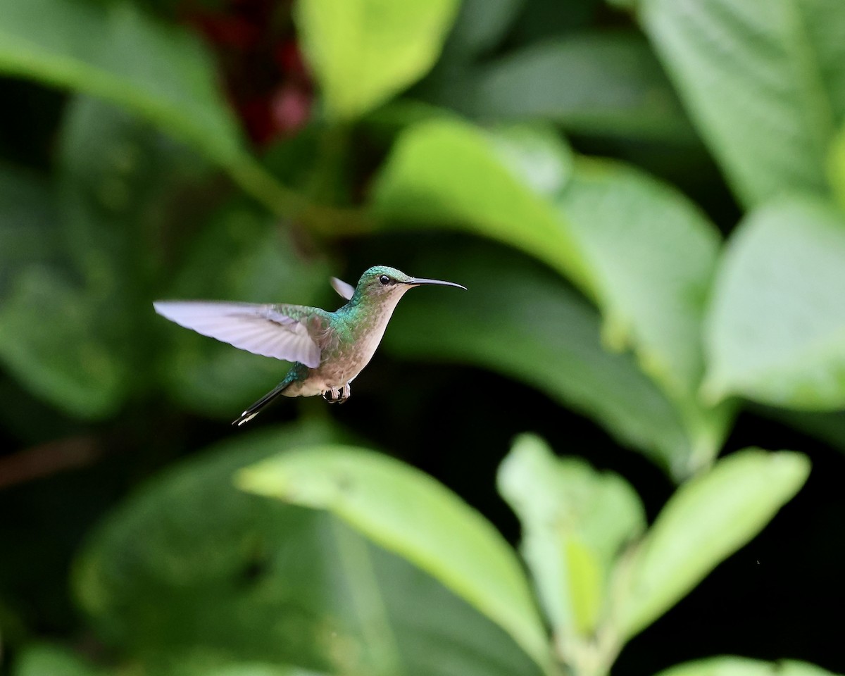 White-necked Jacobin - ML641698844