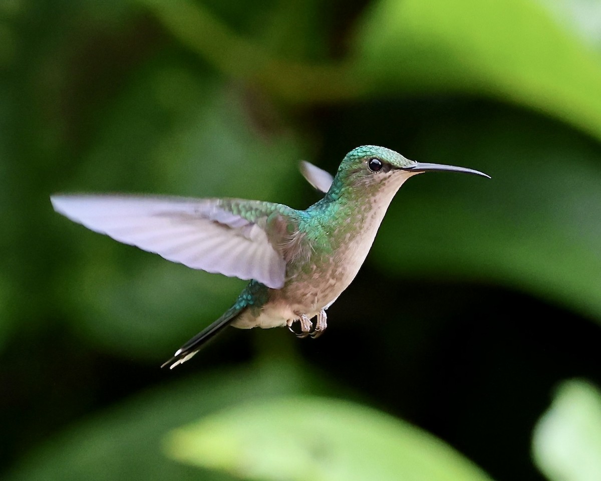 White-necked Jacobin - ML641698846