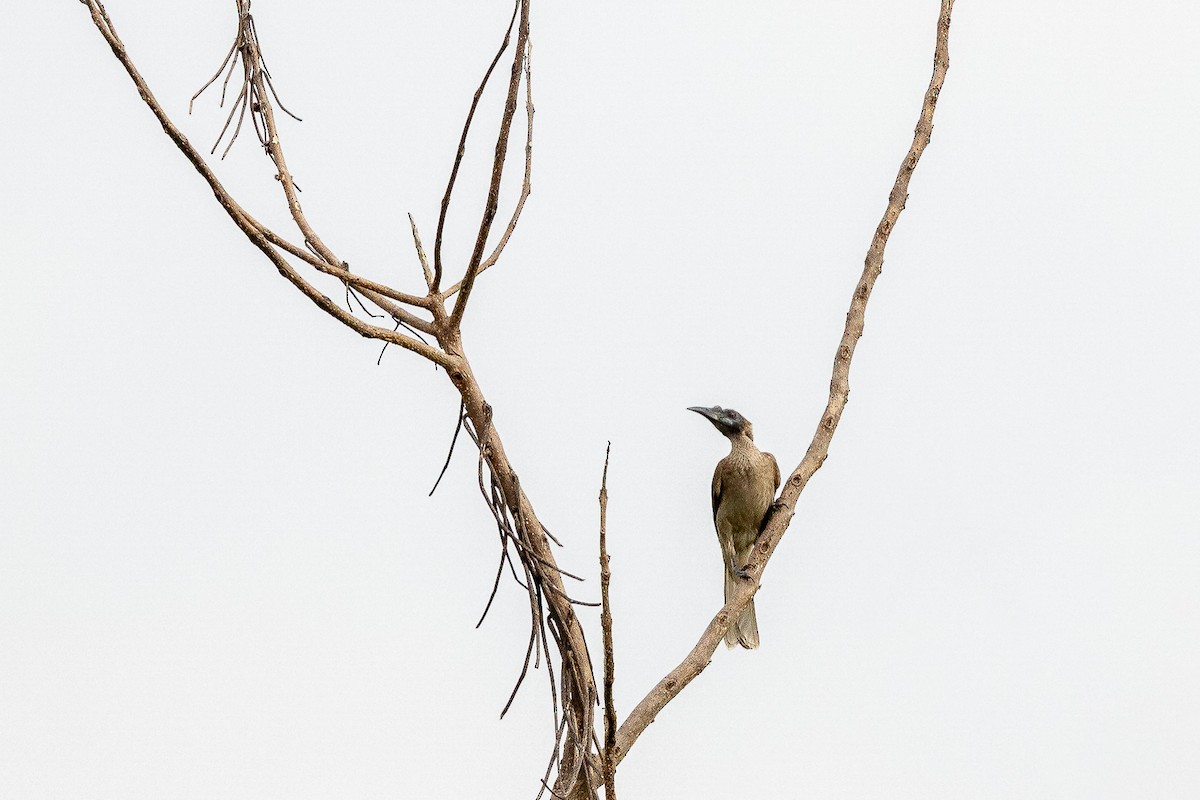 Helmeted Friarbird (New Guinea) - ML641698868
