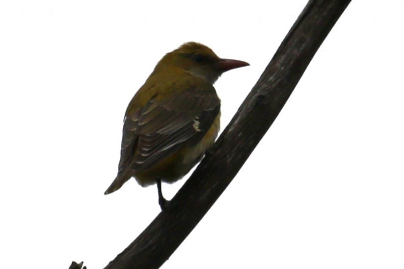 Eurasian Golden Oriole - ML641698869
