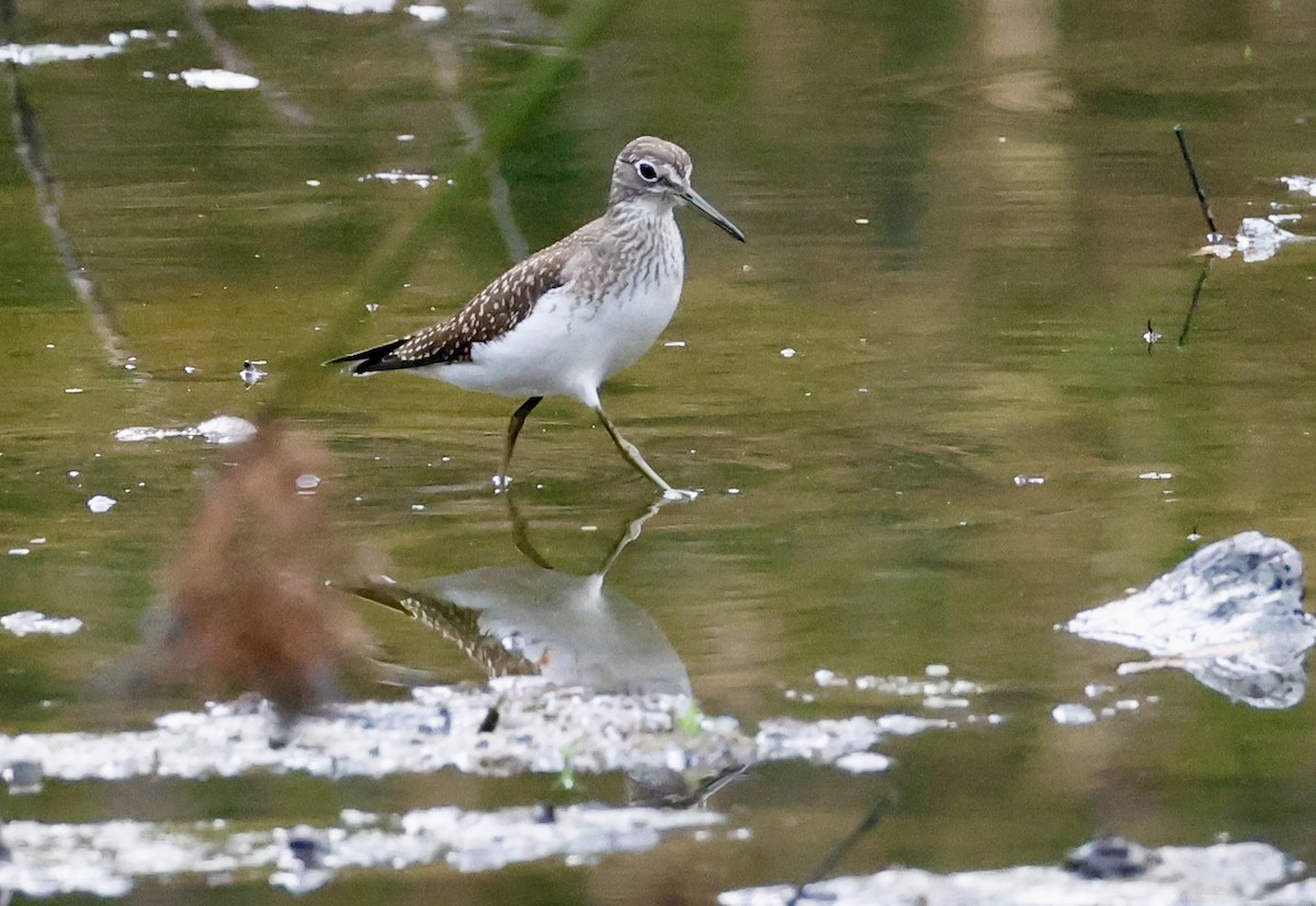 Solitary Sandpiper - ML641698874