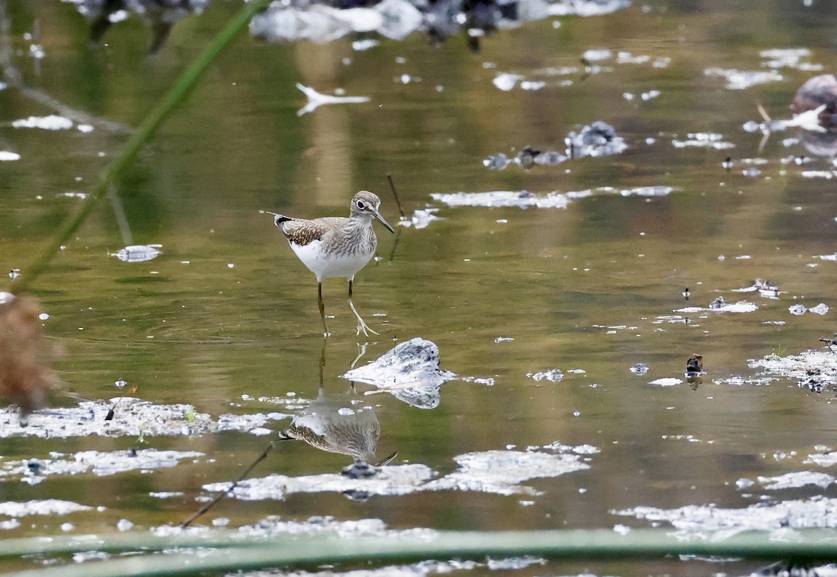 Solitary Sandpiper - ML641698875