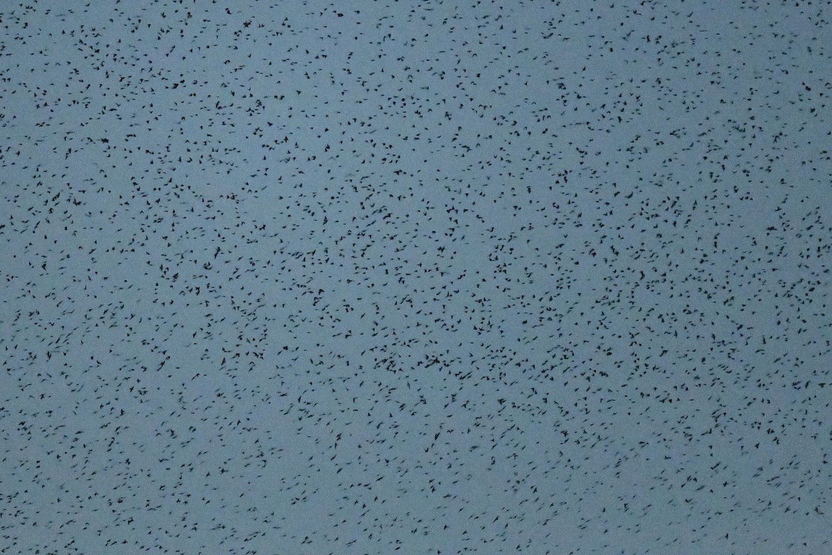 Tree Swallow - ML641698880