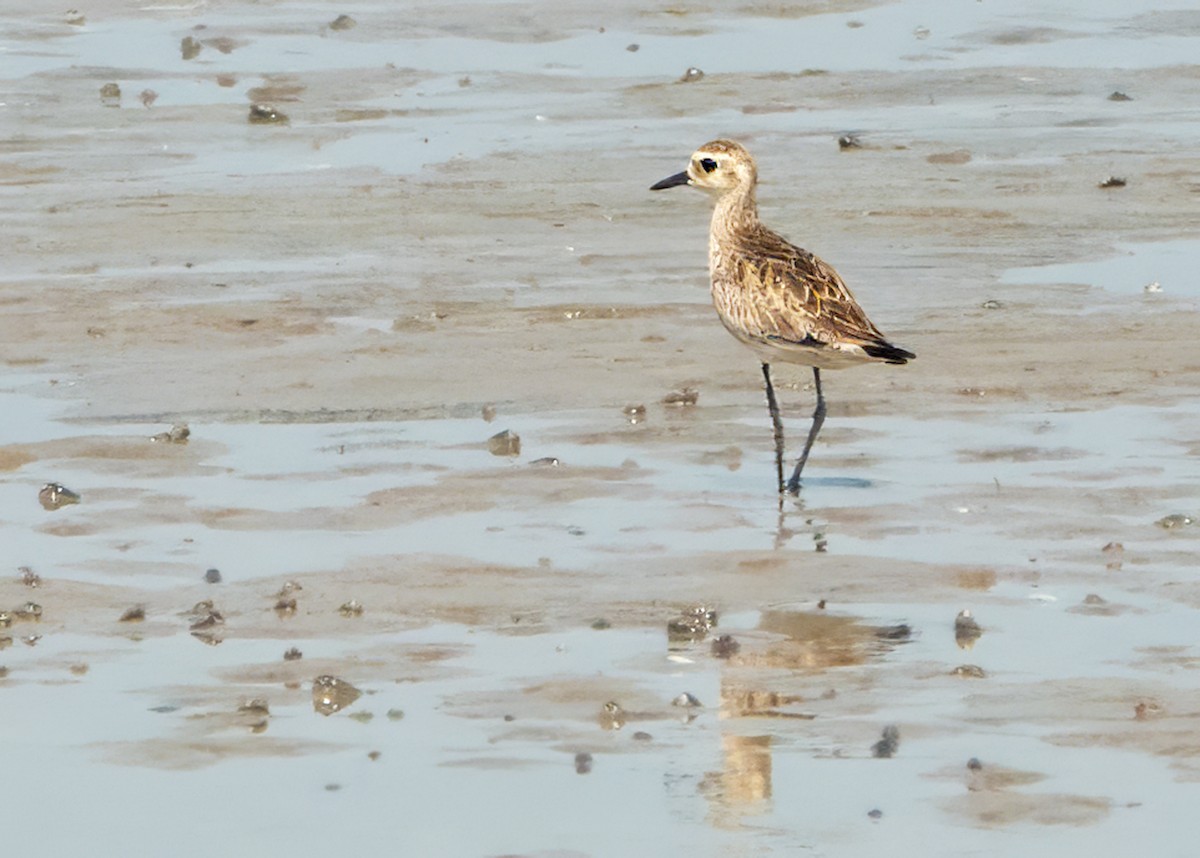 Pacific Golden-Plover - ML641698888