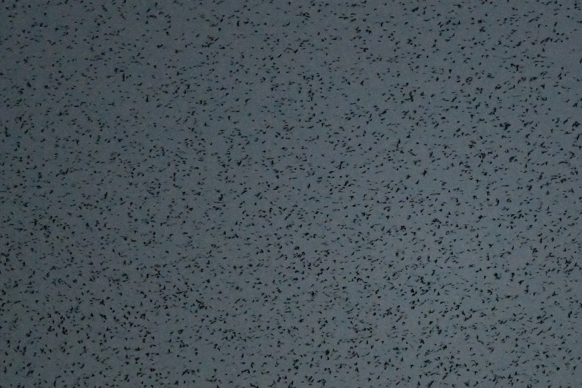 Tree Swallow - ML641698905