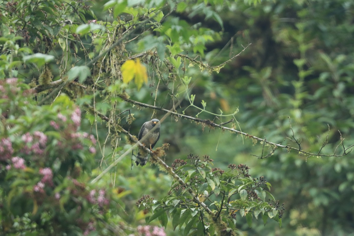 Roadside Hawk - ML641698908