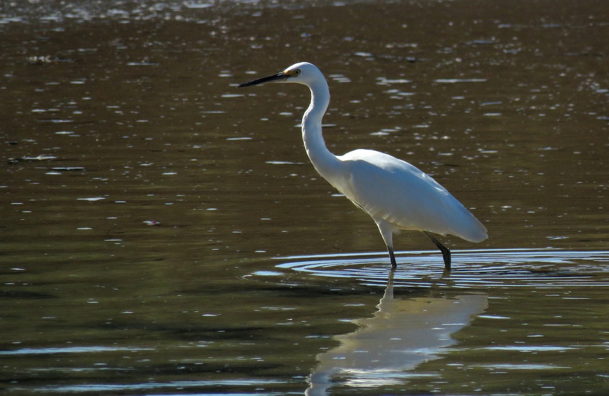 Little Egret - ML64169891