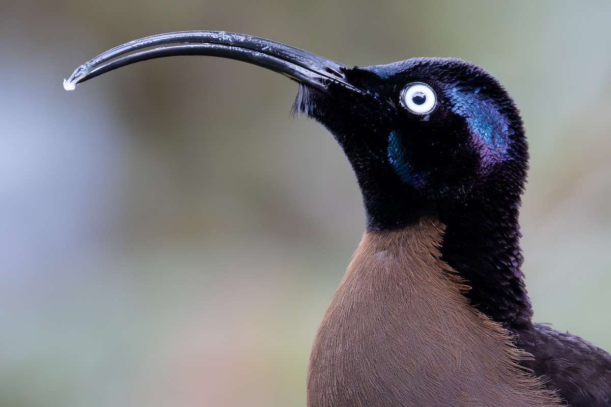 Brown Sicklebill - ML641698910