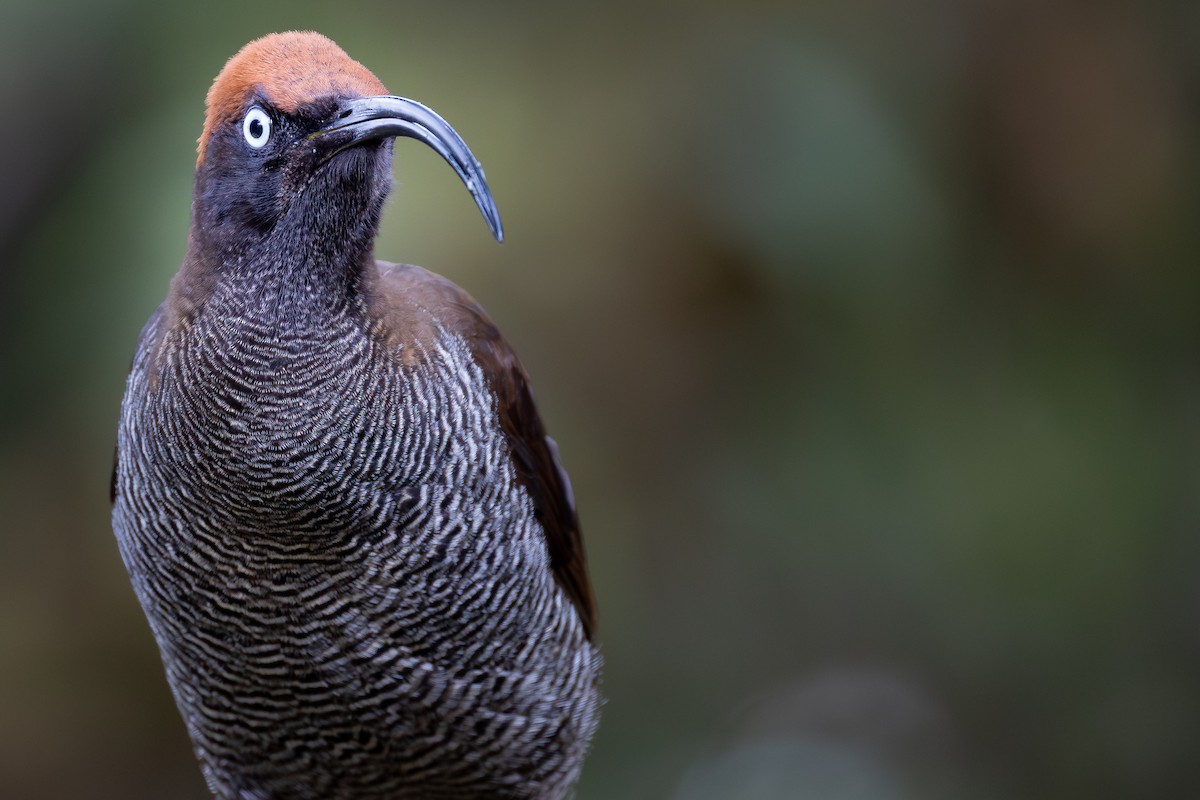 Brown Sicklebill - ML641698911