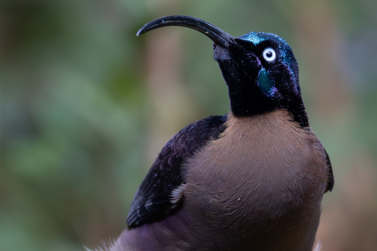 Brown Sicklebill - ML641698912