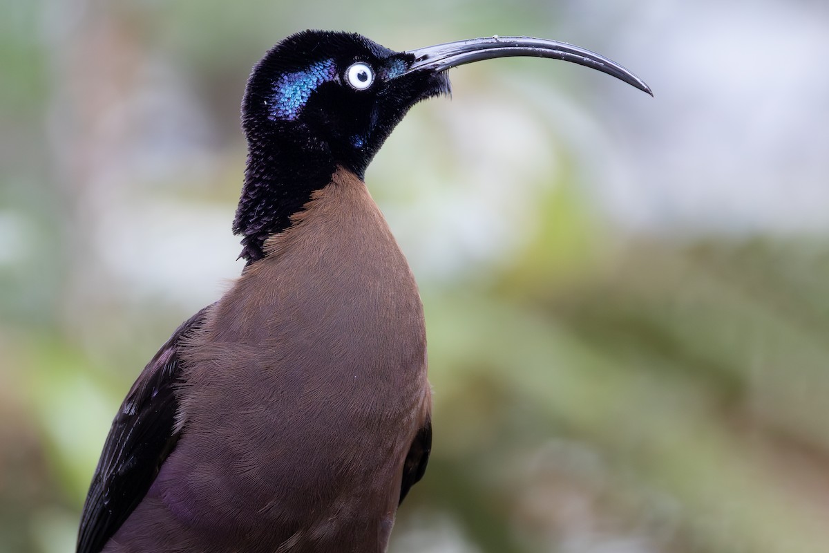 Brown Sicklebill - ML641698913