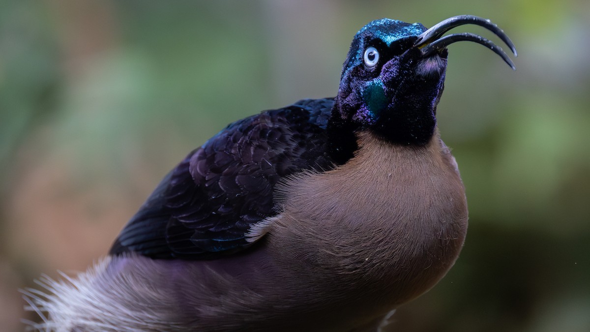 Brown Sicklebill - ML641698915