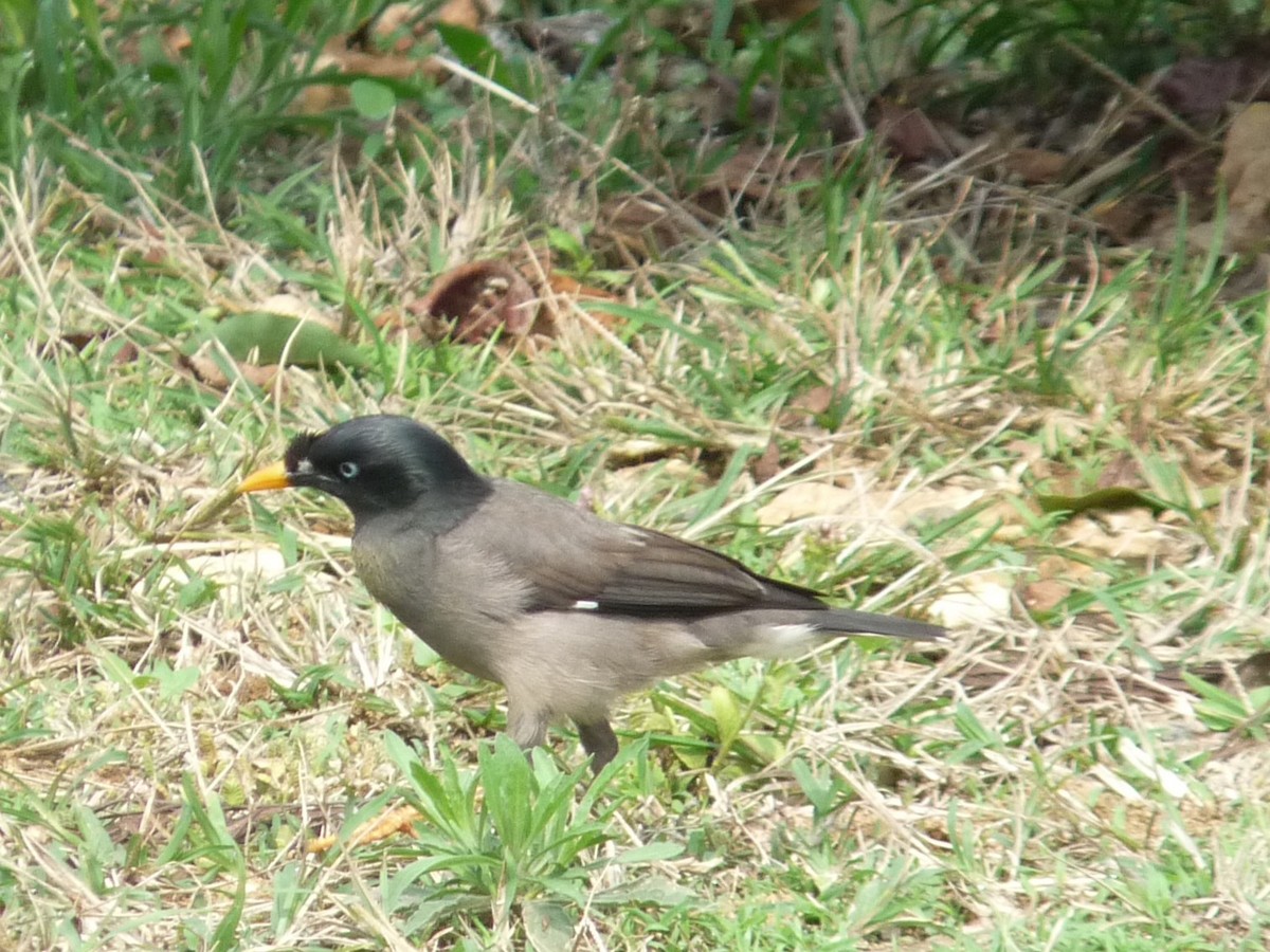 Jungle Myna - ML641698940
