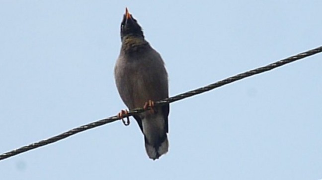 Jungle Myna - ML641698953