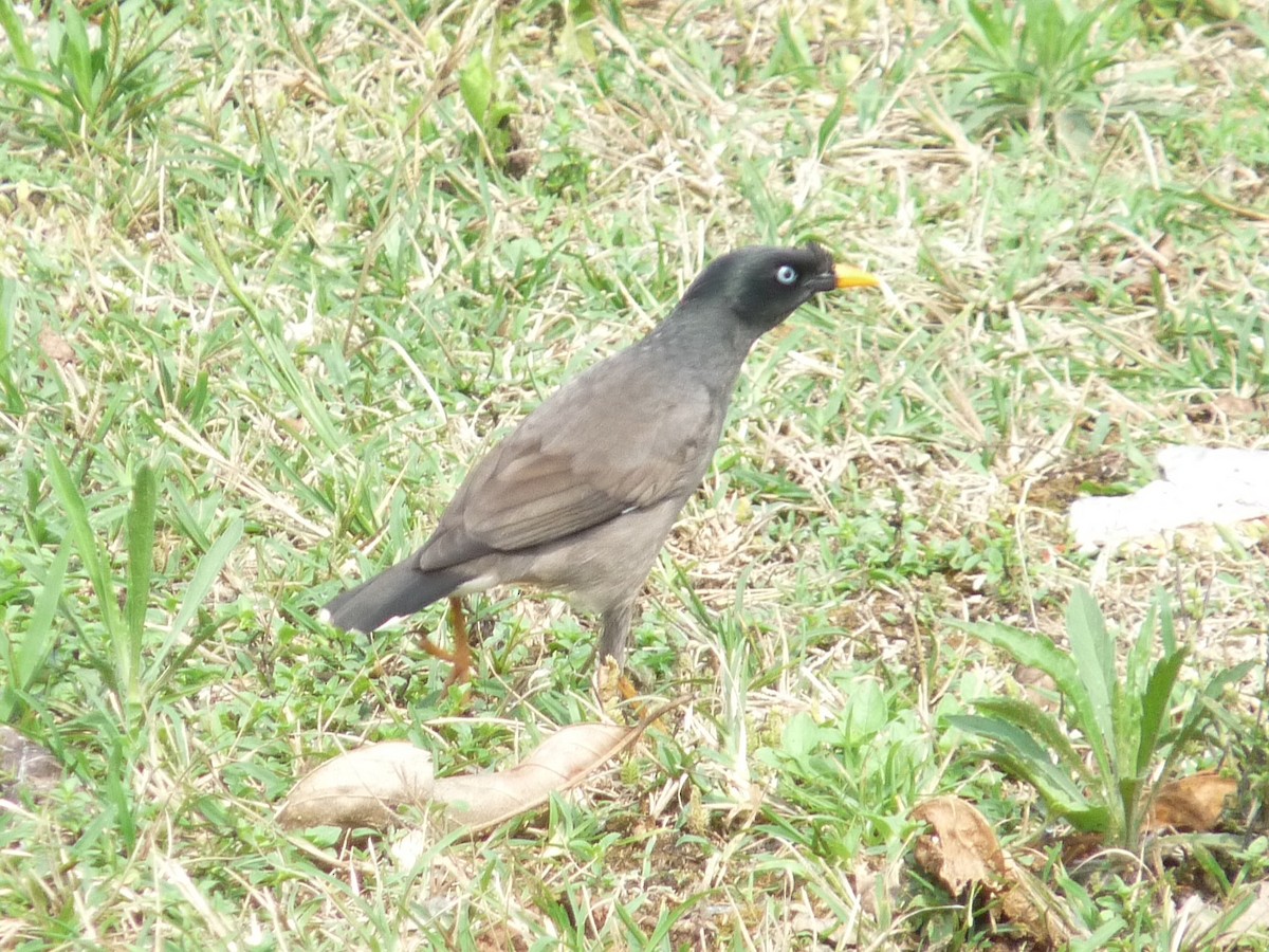 Jungle Myna - ML641698954