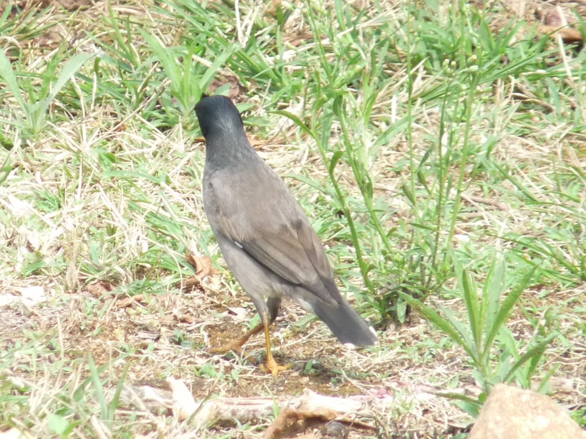Jungle Myna - ML641698955