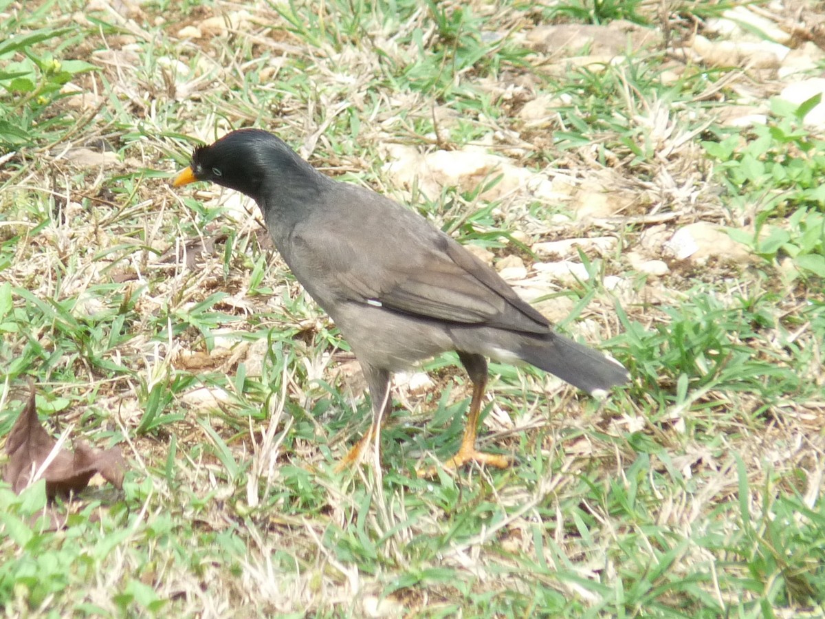 Jungle Myna - ML641698957