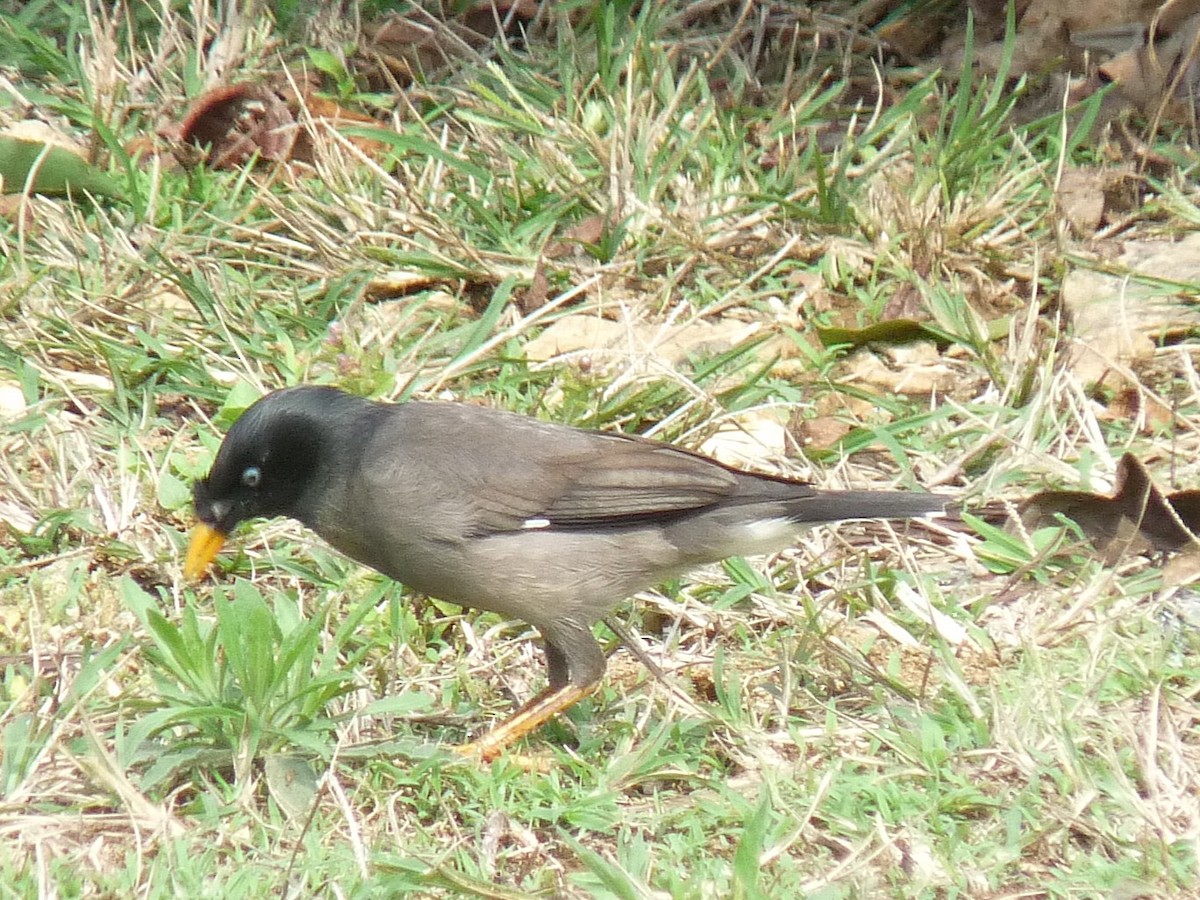 Jungle Myna - ML641698958