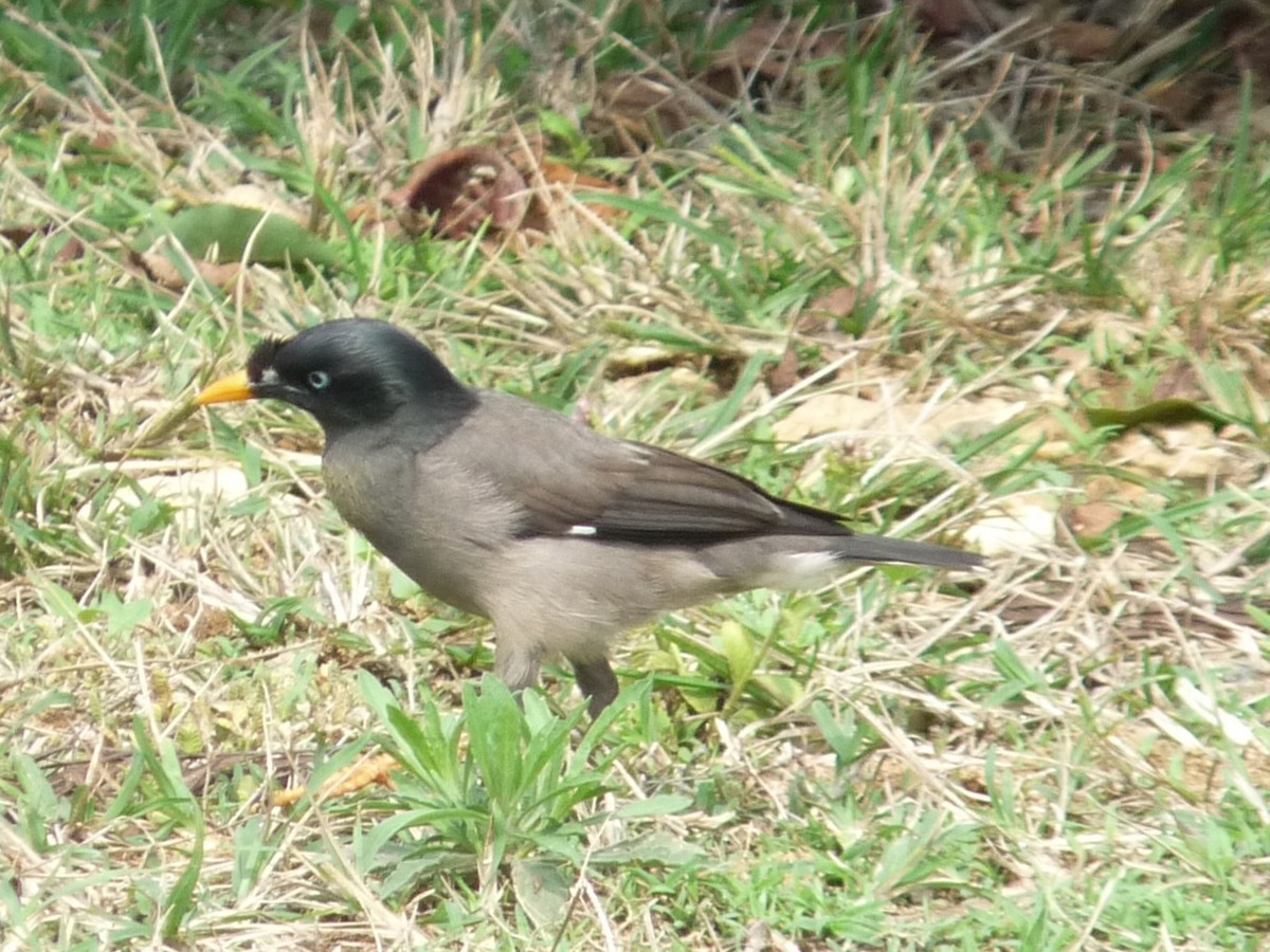 Jungle Myna - ML641698959
