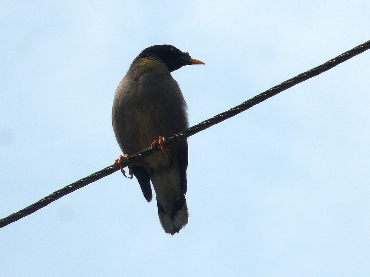 Jungle Myna - ML641698960