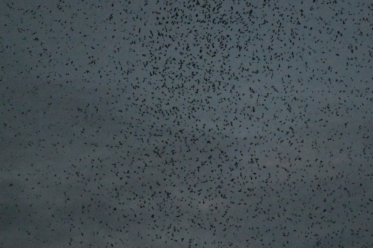 Tree Swallow - ML641698963