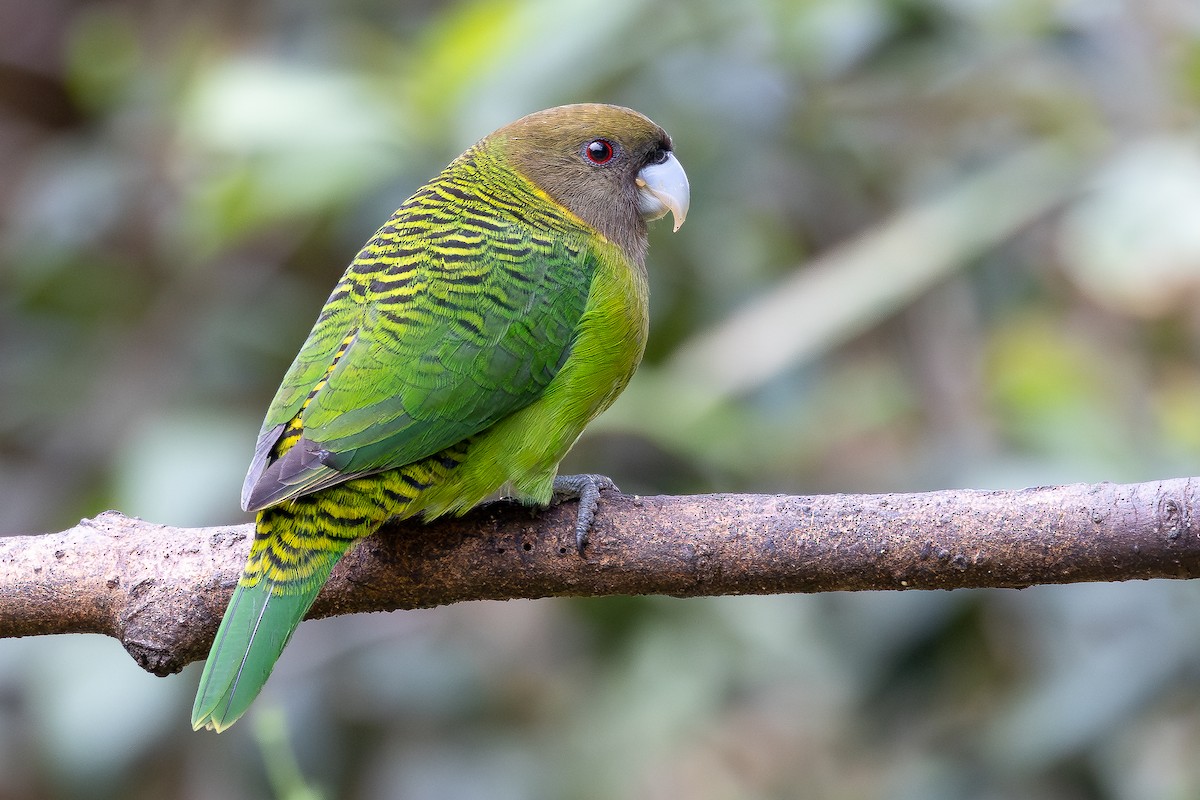 Brehm's Tiger-Parrot - ML641698966