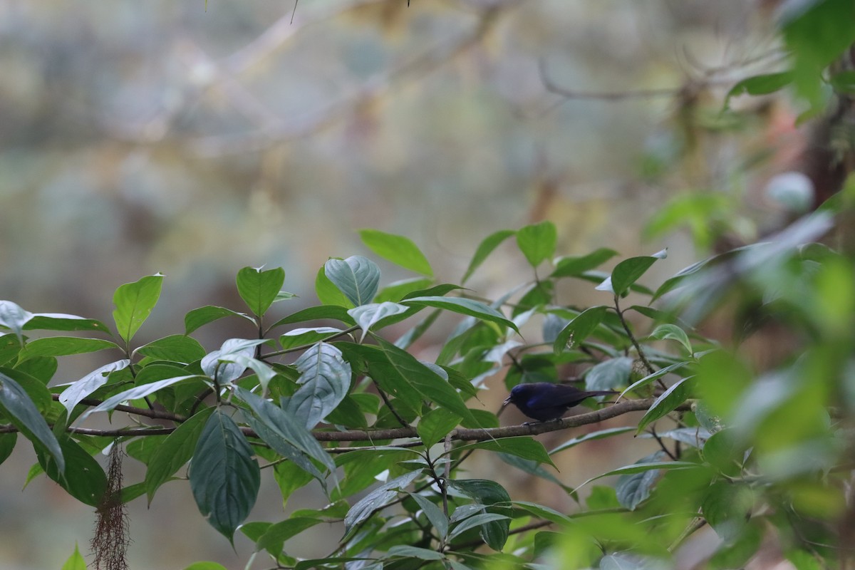 Capped Conebill - ML641699024