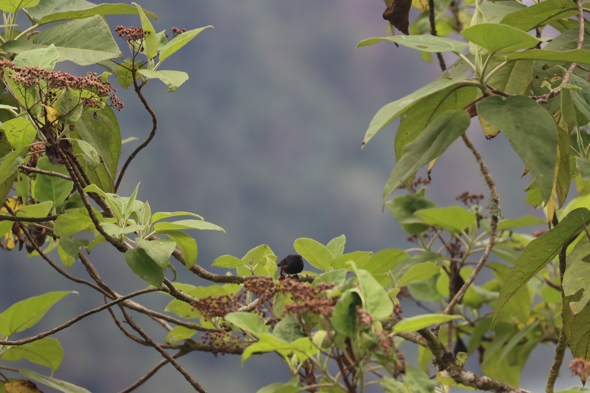Capped Conebill - ML641699025