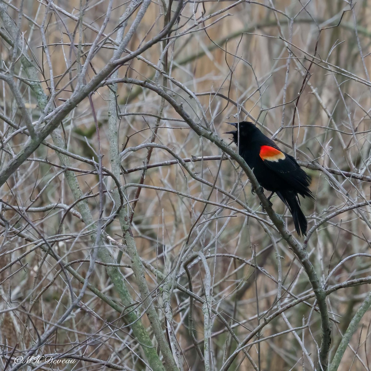 Red-winged Blackbird - ML641699072