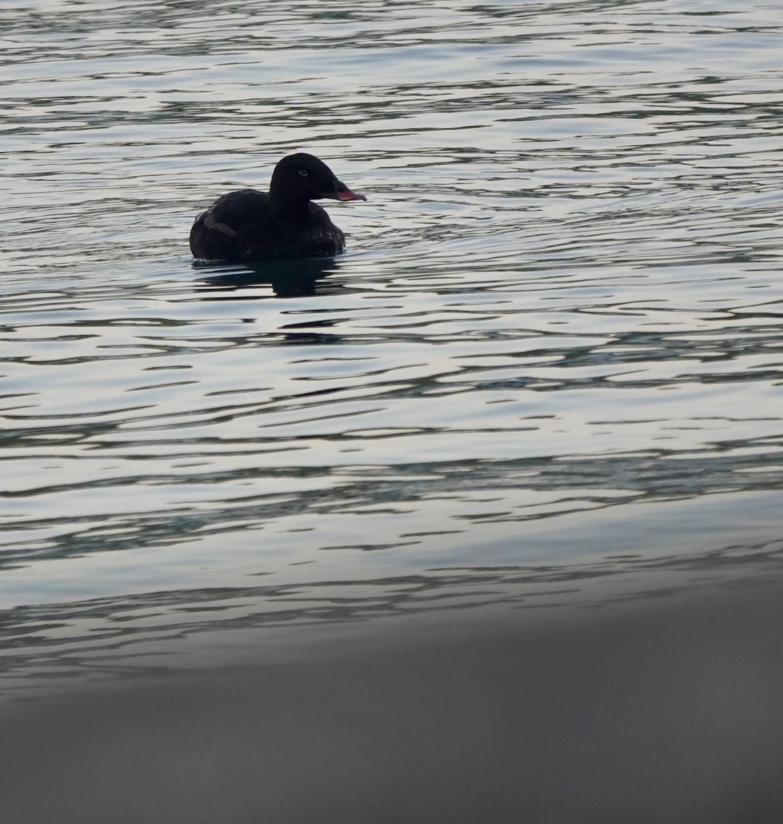 Stejneger's Scoter - ML641699080