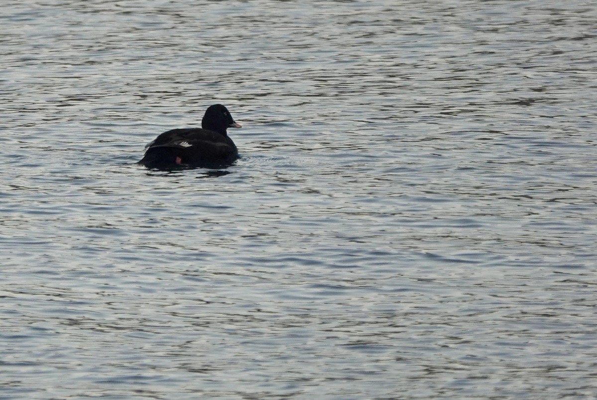 Stejneger's Scoter - ML641699081