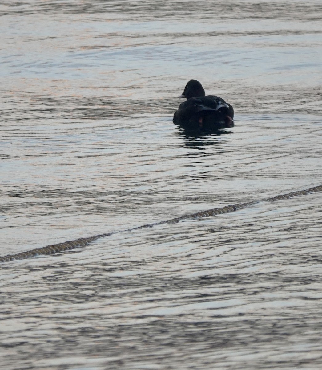 Stejneger's Scoter - ML641699082