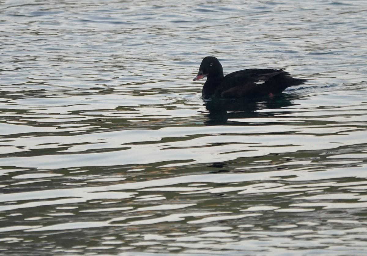 Stejneger's Scoter - ML641699083