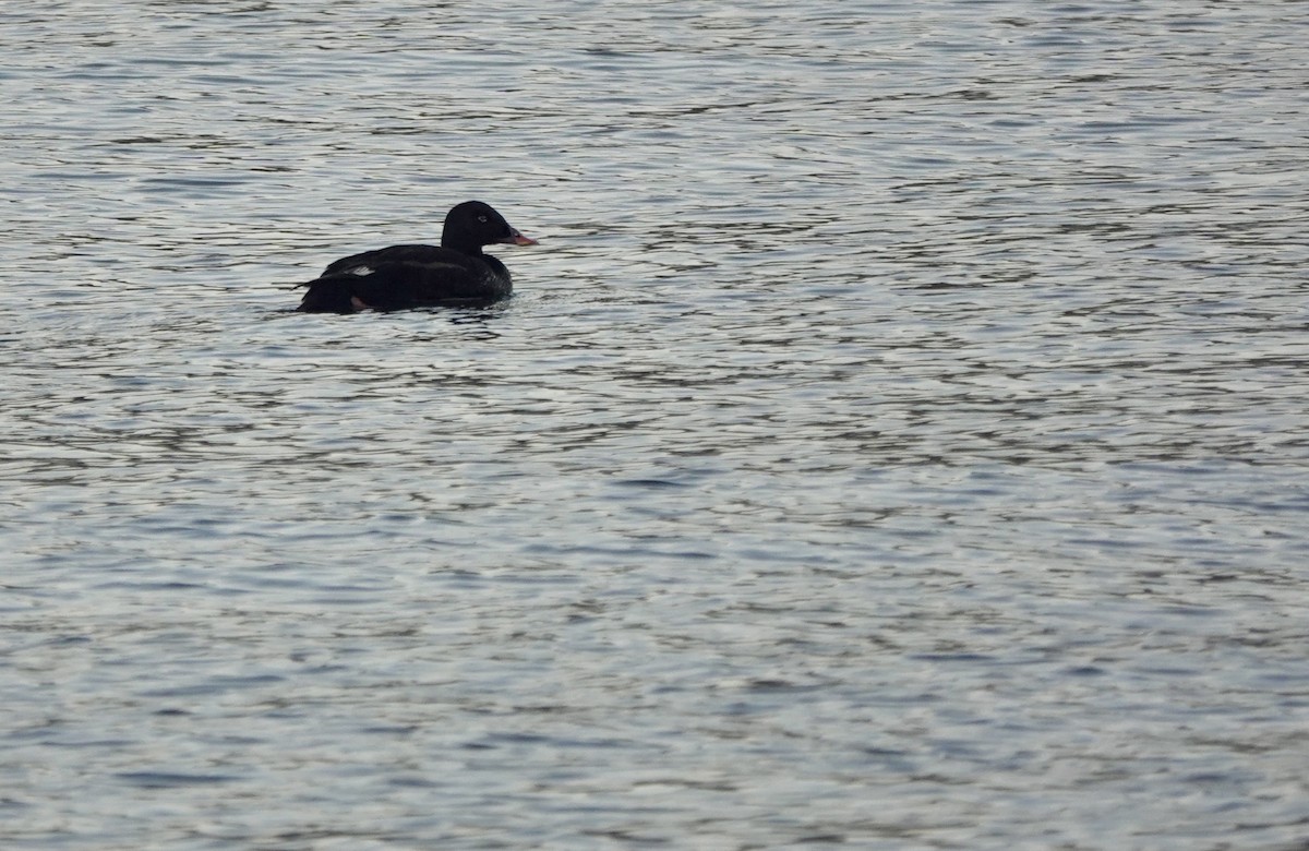 Stejneger's Scoter - ML641699084