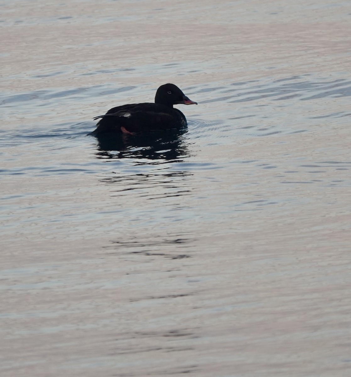 Stejneger's Scoter - ML641699085