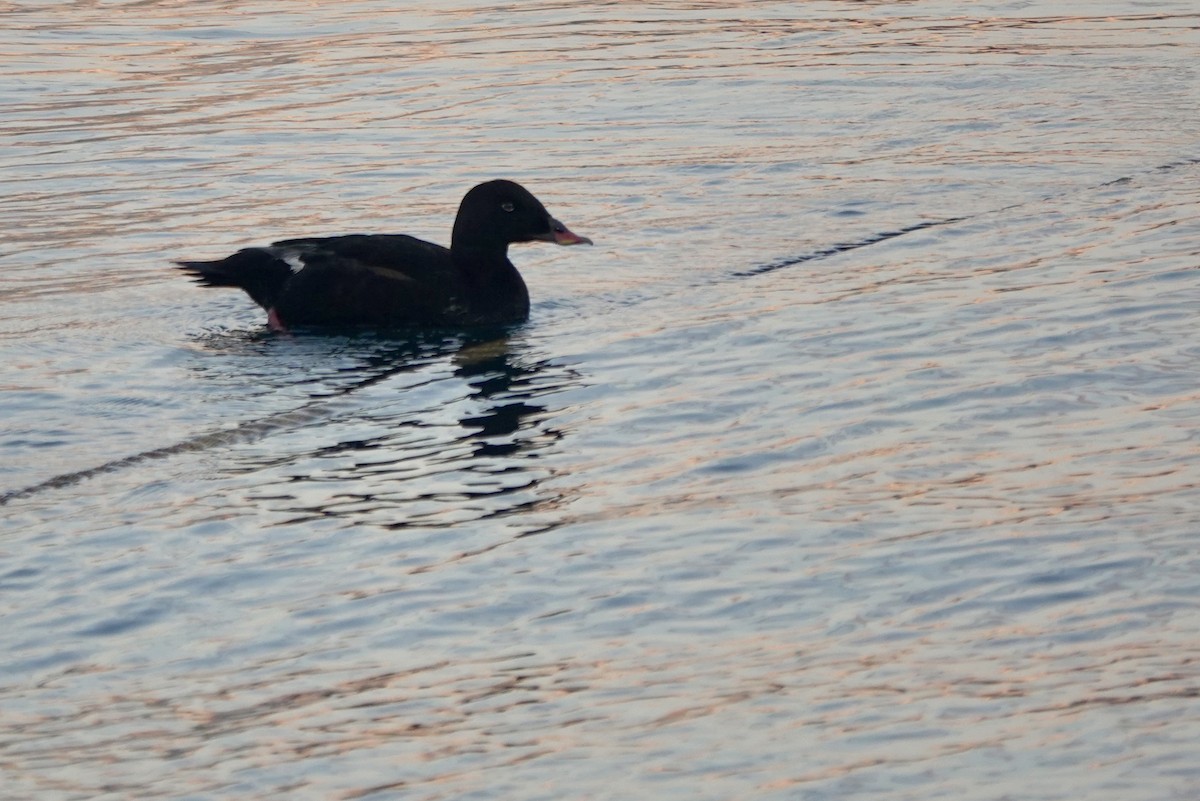 Stejneger's Scoter - ML641699086