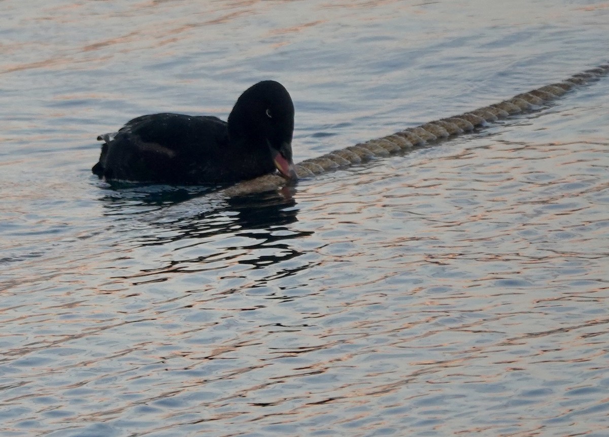 Stejneger's Scoter - ML641699087