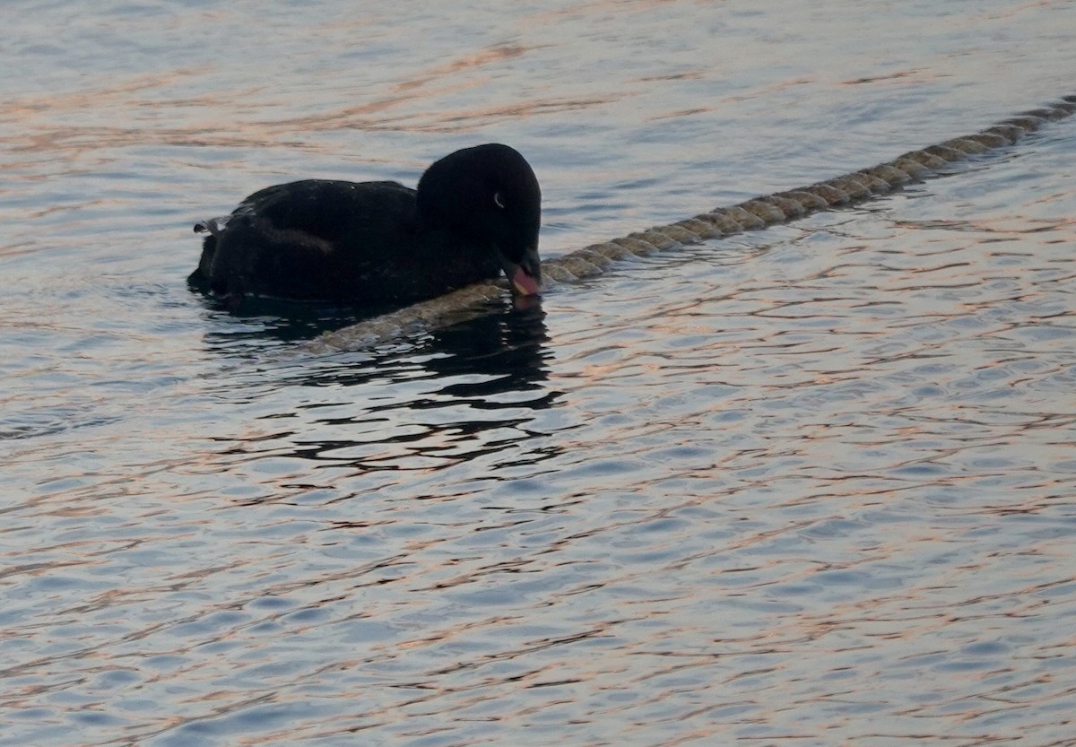 Stejneger's Scoter - ML641699088