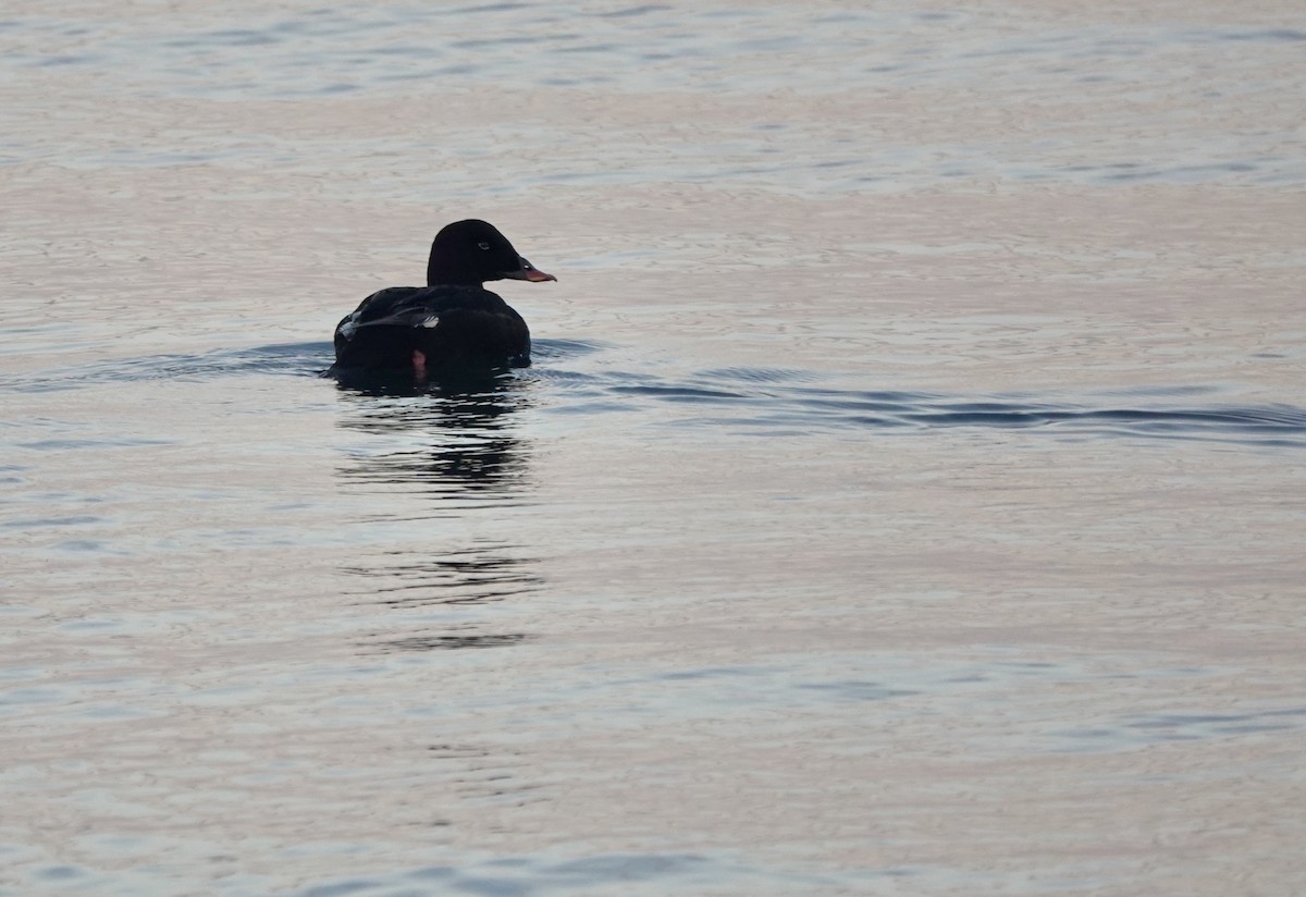 Stejneger's Scoter - ML641699089