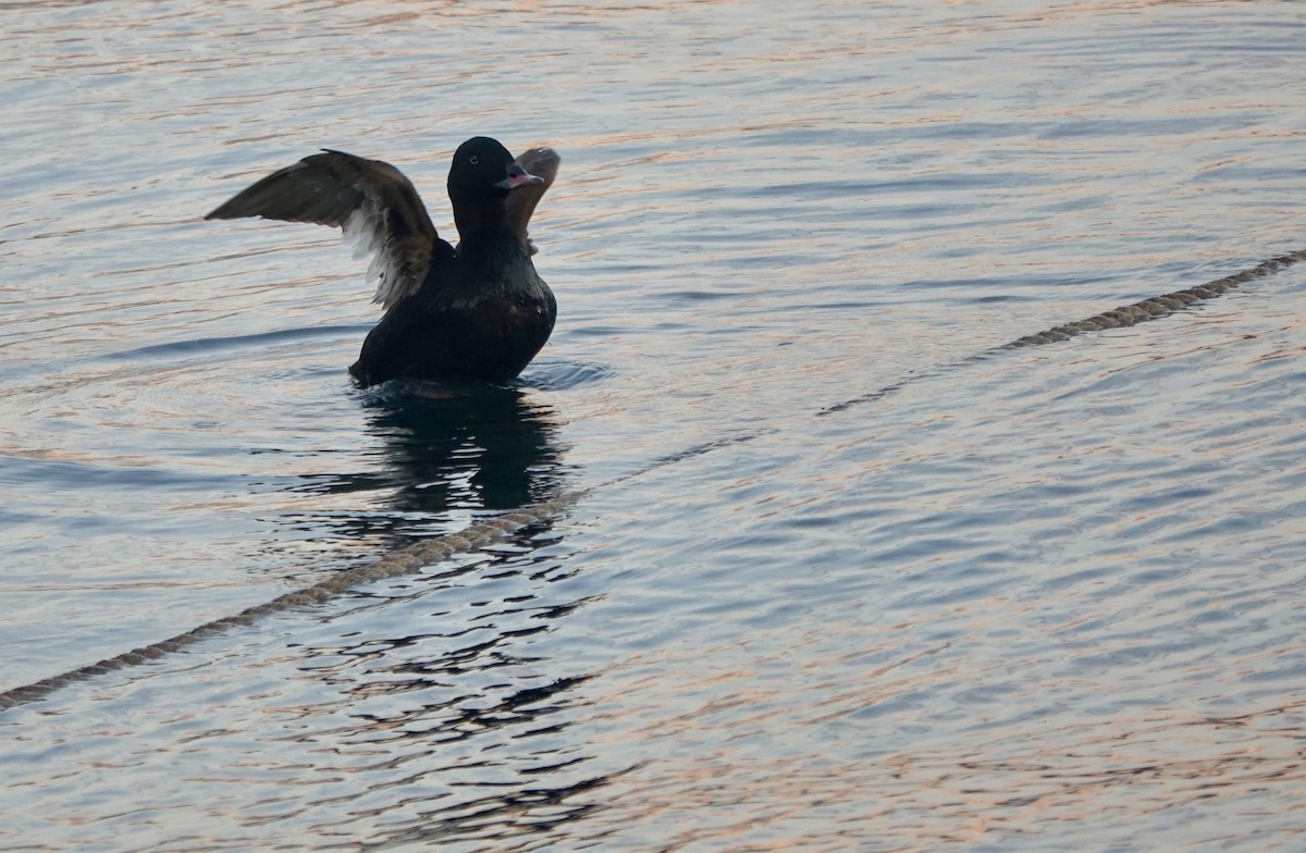 Stejneger's Scoter - ML641699090