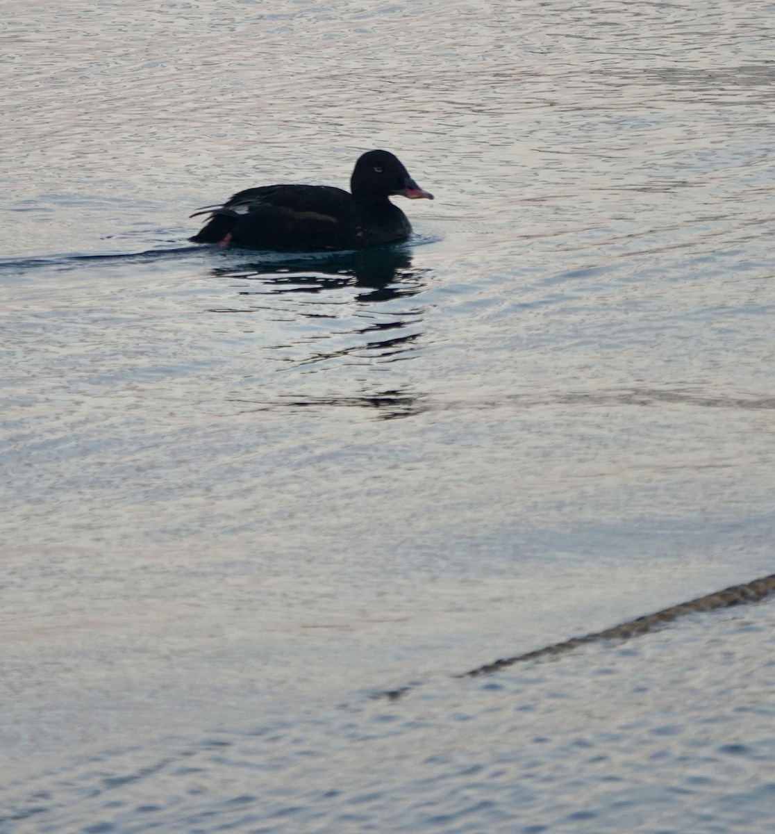 Stejneger's Scoter - ML641699092
