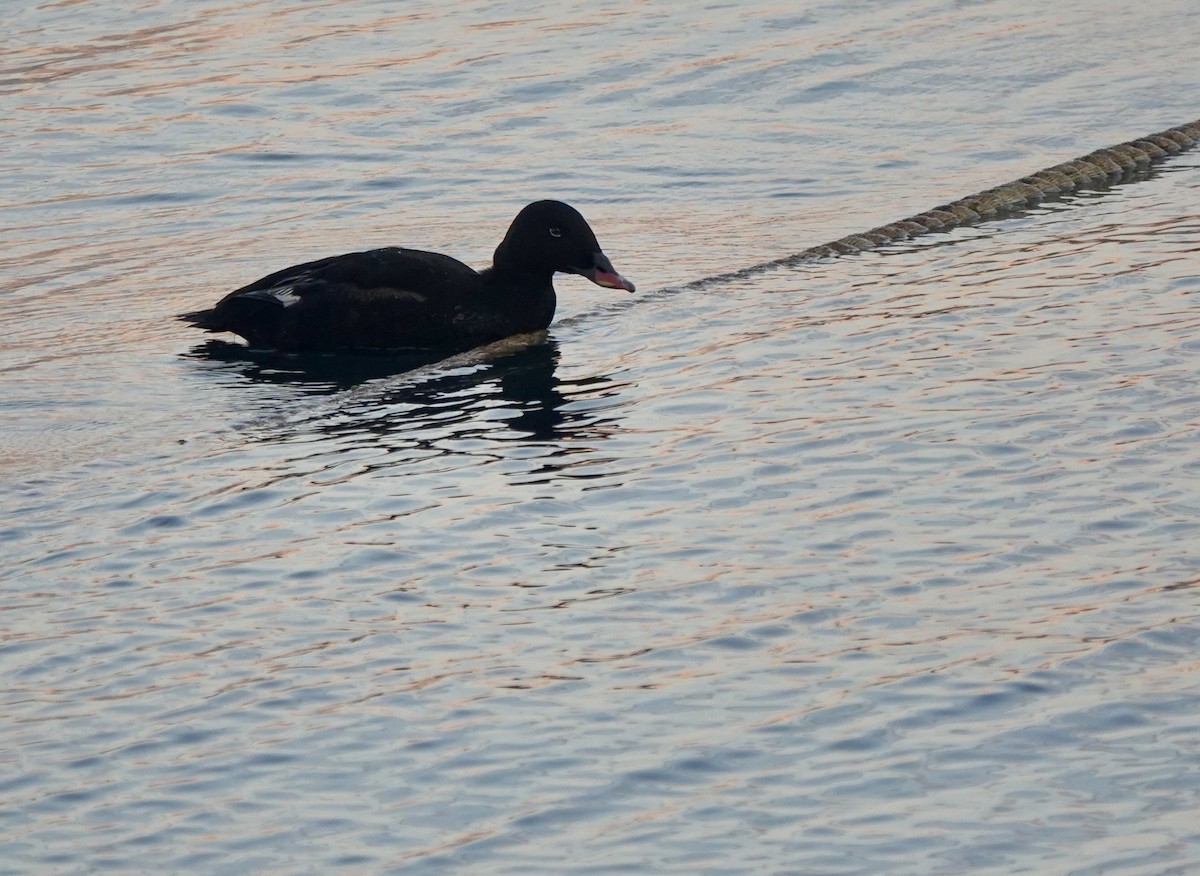 Stejneger's Scoter - ML641699093